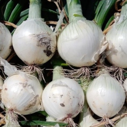 Cebula Venus F1  500g nasiona NS